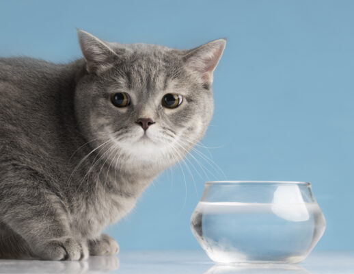 A-cute-grey-cat-drinking-water-from-his-bowl