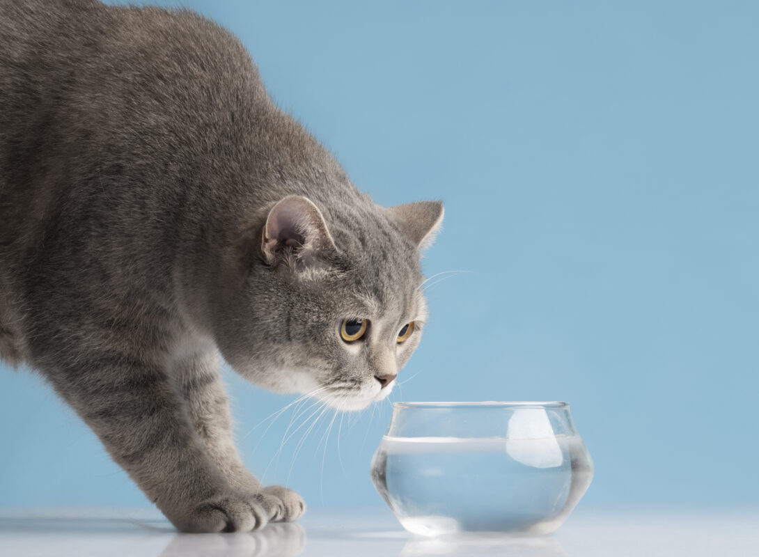 A-grey-cat-drinking-water-from-his-bowl