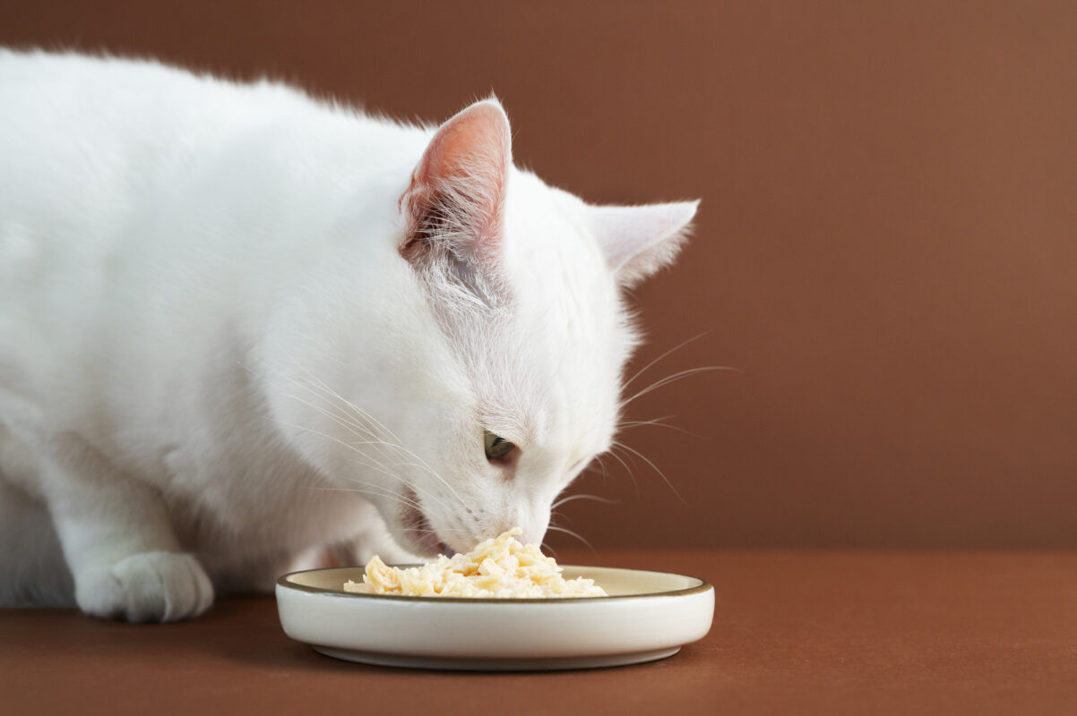 A-white-cat-eating-wet-food