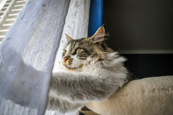 a-calm-maine-coon-cat-resting-on-a-window-perch