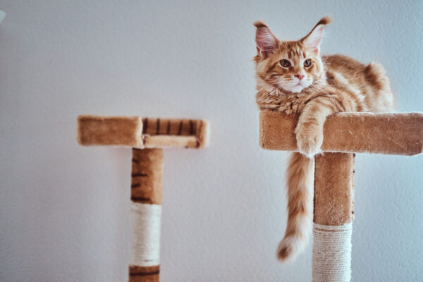 adorable-ginger-maine-coon-kitten-relaxing-special-cat-tree-with-multiple-levels-near-a-window