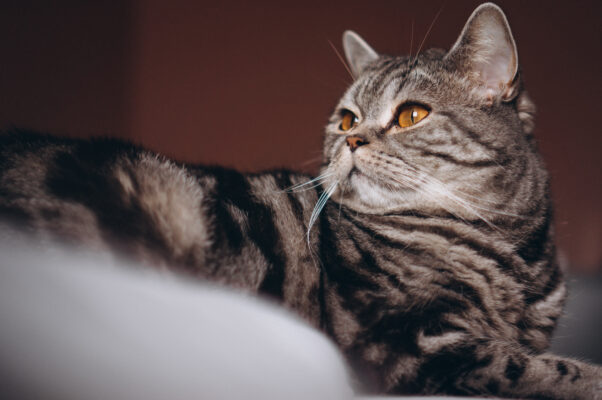 Managing-Feline-Obesity