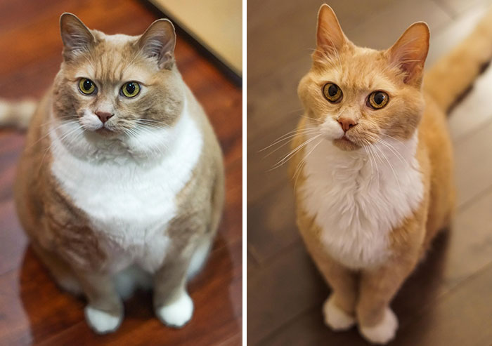 fat-cats-losing-weight-before-after